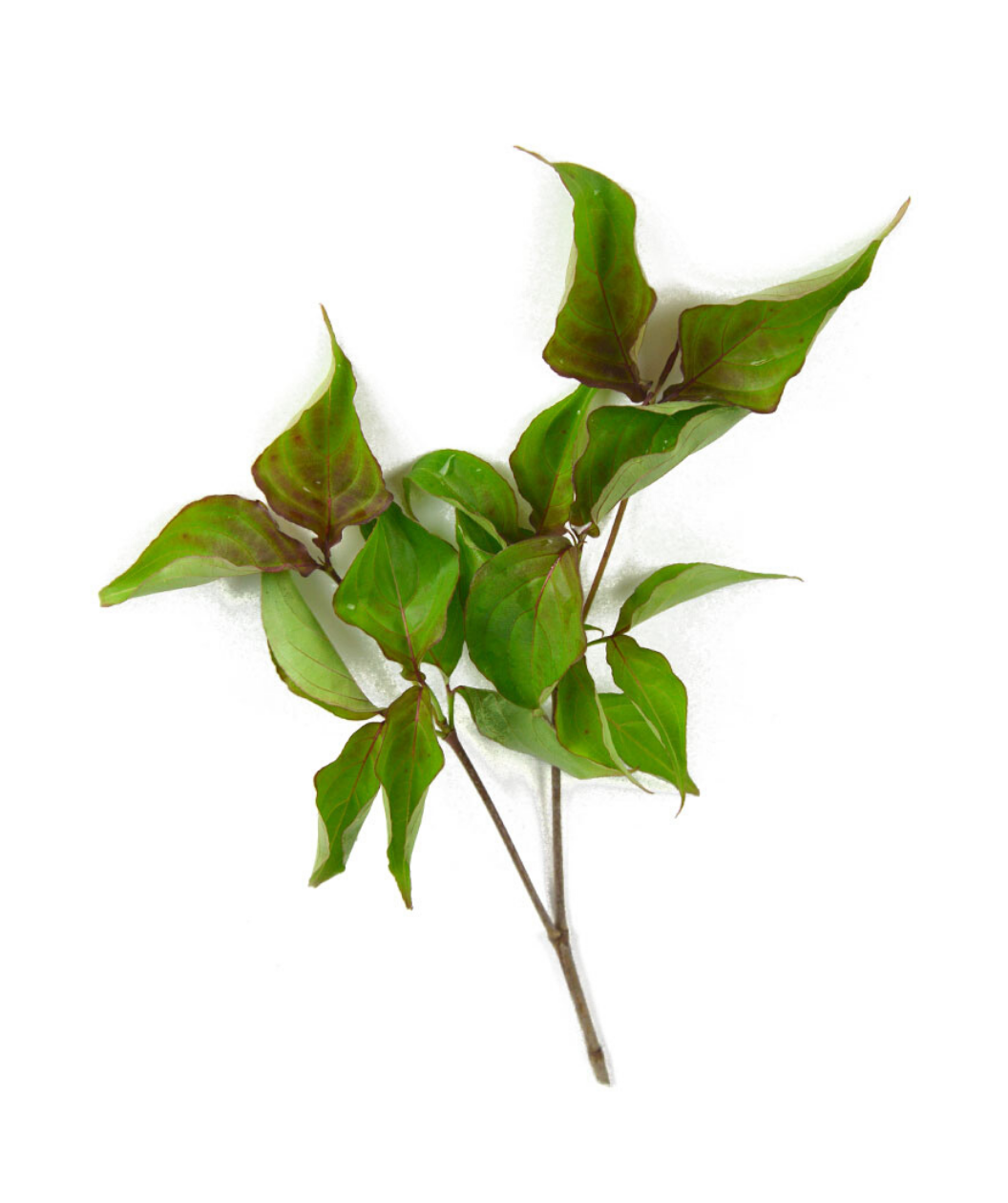 A cluster of Scarlet Fire Rutgers Japanese Dogwood leaves on a white background