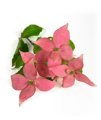 A cluster of Scarlet Fire Rutgers Japanese Dogwood deep pink flowers on a white background