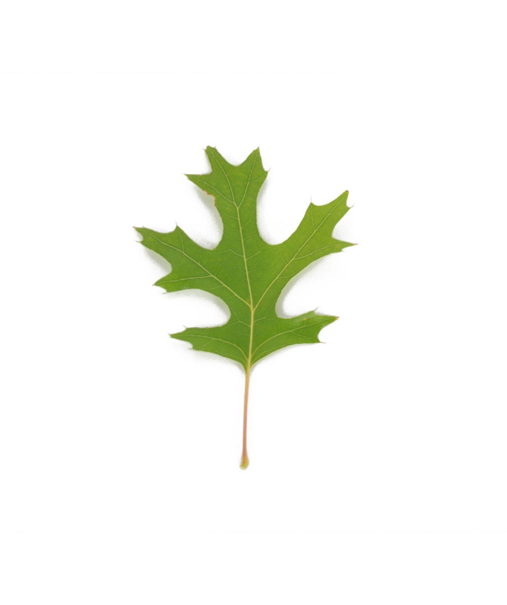 A single Scarlet Oak leaf on white