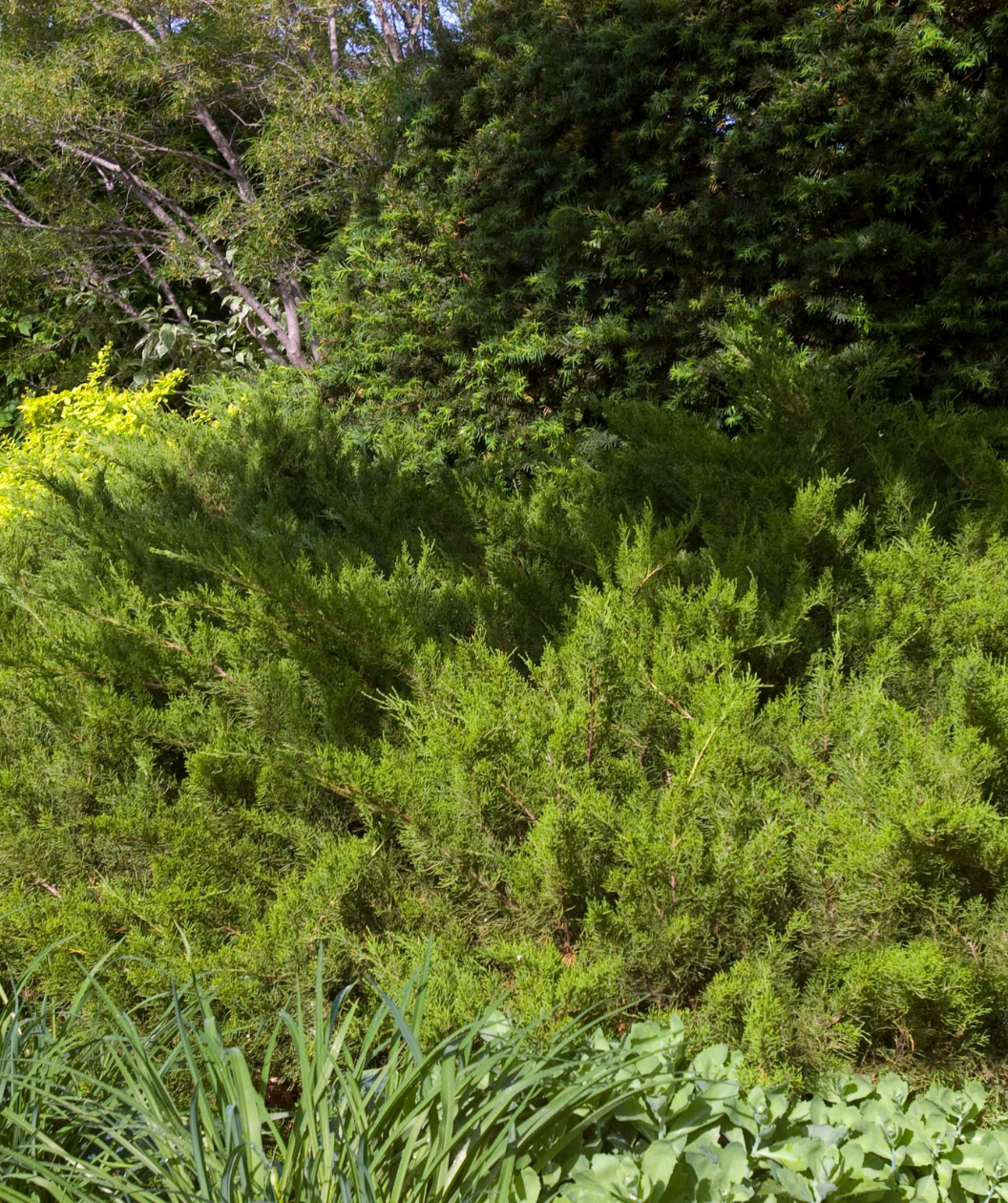 The Sea Green Juniper planted in a landscape, showing off the wide spreading green, arching branches