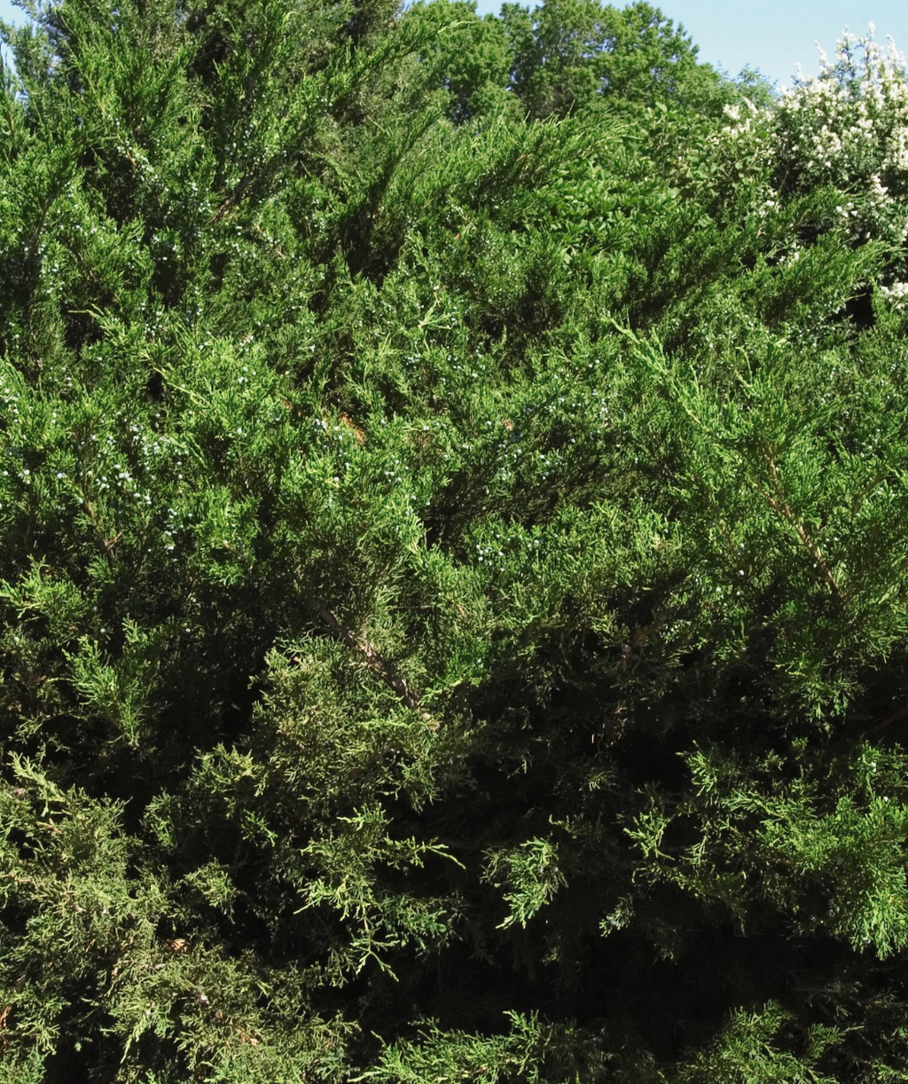 A close up of the Sea Green Juniper's dark green foliage