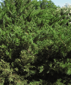 A close up of the Sea Green Juniper's dark green foliage