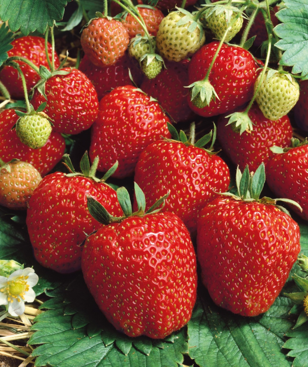 Seascape Strawberry red berries with yellow seeds resting on the dark green leaves