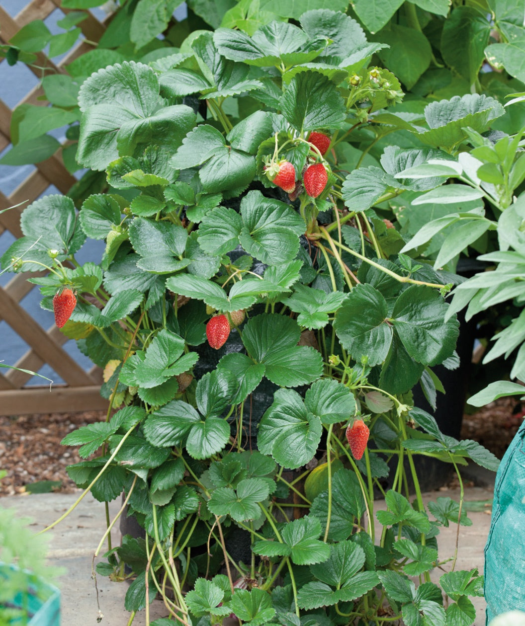 Seascape Strawberry – Bower & Branch