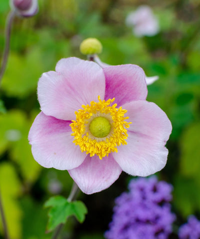 Close up of September Charm Japanese Anemone flower, small light pink flower with a yellow center