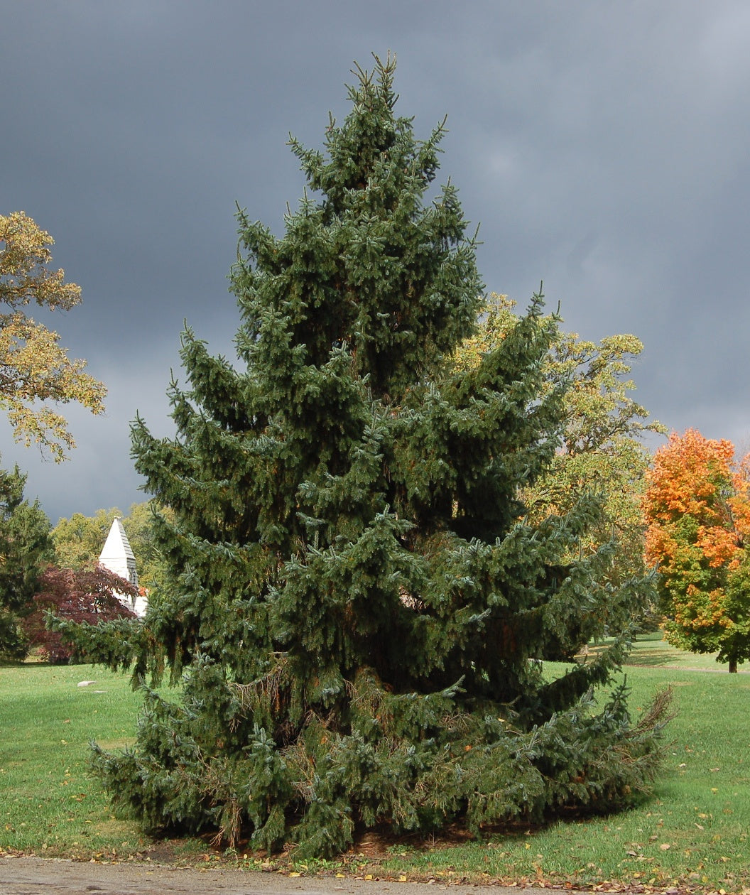 Serbian Spruce growing in a landscape, pyramidal growing evergreen with short dark green needles on long flowing branches