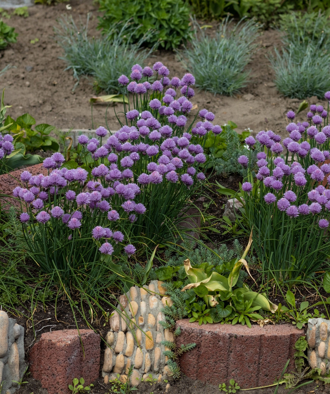 Serendipity Ornamental Onion planted in a landscape, small round clusters of small purple flowers emerging from long green grass like foliage