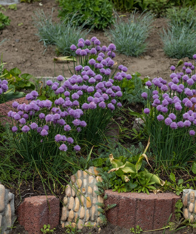 Serendipity Ornamental Onion planted in a landscape, small round clusters of small purple flowers emerging from long green grass like foliage