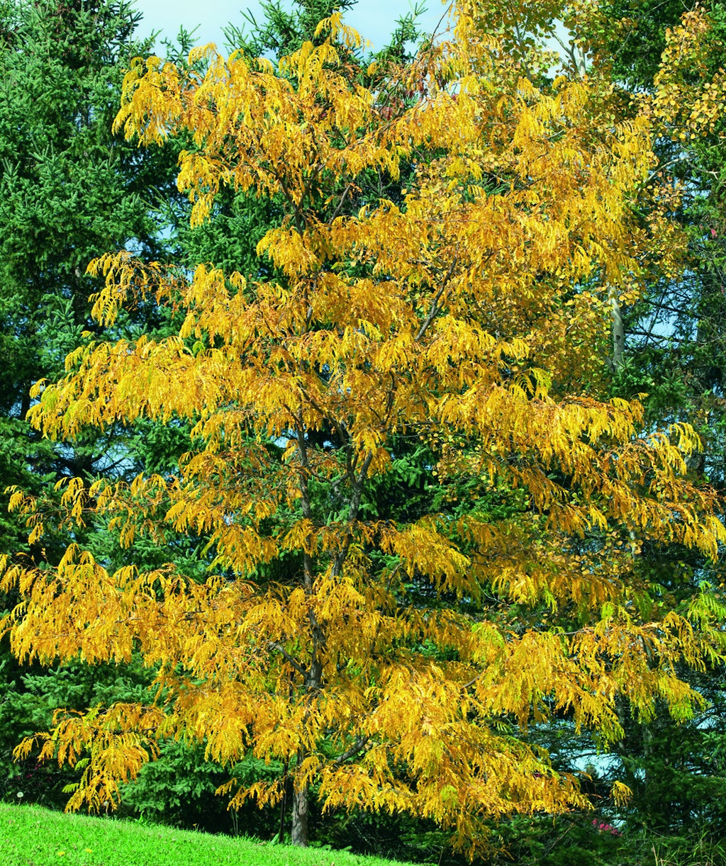 Shademaster Honeylocust planted in a fall landscape, small oval shaped leaves turning to hues of yellow in fall