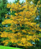 Shademaster Honeylocust planted in a fall landscape, small oval shaped leaves turning to hues of yellow in fall