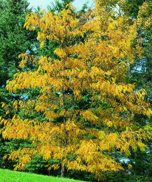 Shademaster Honeylocust planted in a fall landscape, small oval shaped leaves turning to hues of yellow in fall