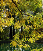 Close up of Shademaster Honeylocust in early fall, in fall the small oval shaped leaves turn to shades of yellow