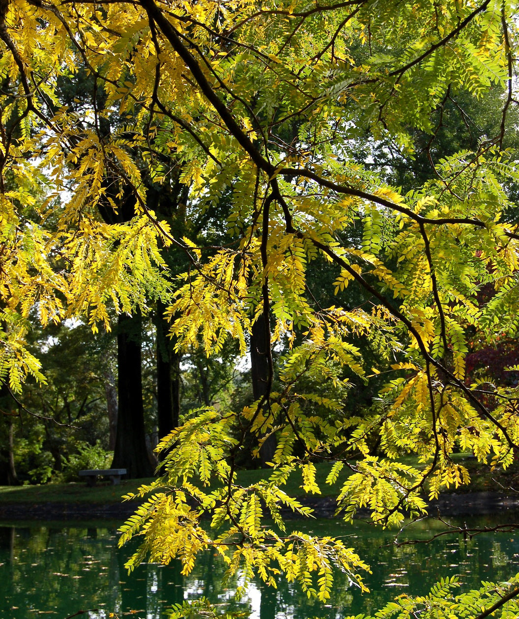 Close up of Shademaster Honeylocust in early fall, in fall the small oval shaped leaves turn to shades of yellow