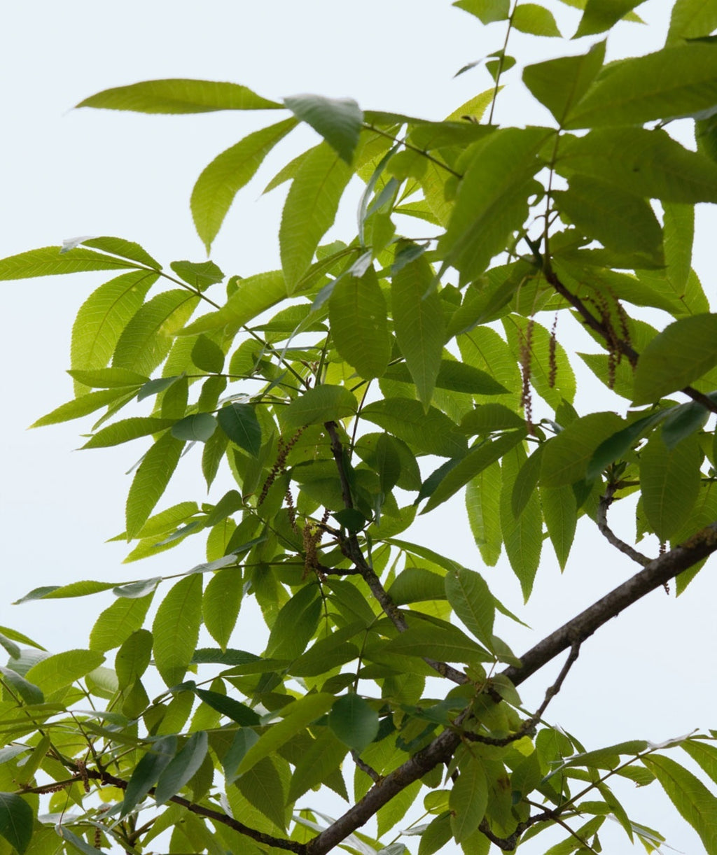 A close up of the long, green leaves of the Shagbark Hickory against a white background.