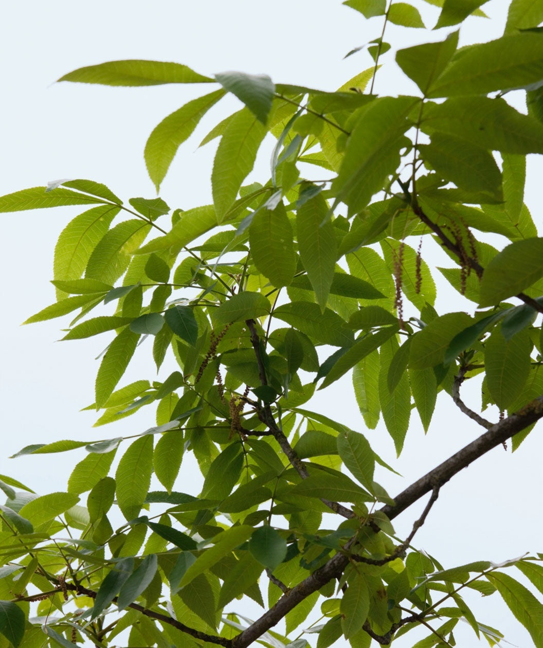 A close up of the long, green leaves of the Shagbark Hickory against a white background.