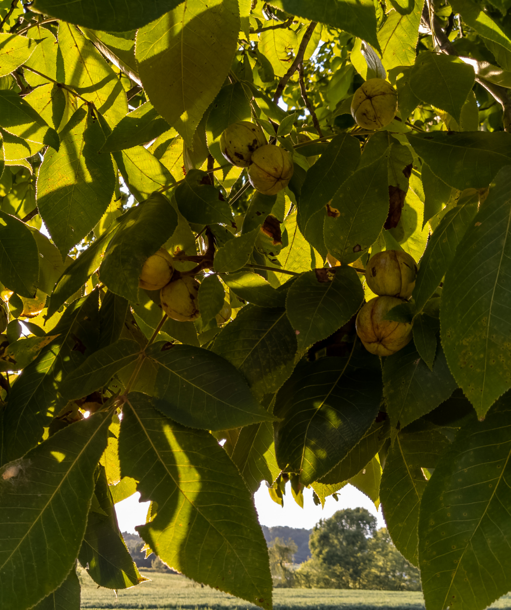 A close up of the Hickory nuts hanging from the Shagbark Hickory tree, surrounded by the long green leaves
