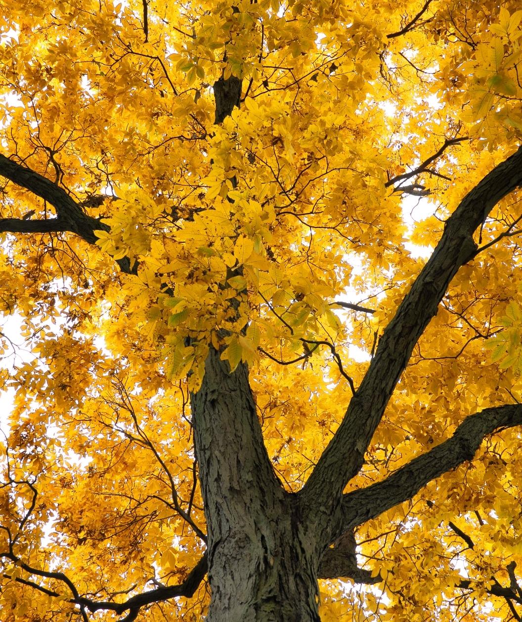 A Shagbark Hickory tree in fall, showing off the yellow leaf color and the peeling bark