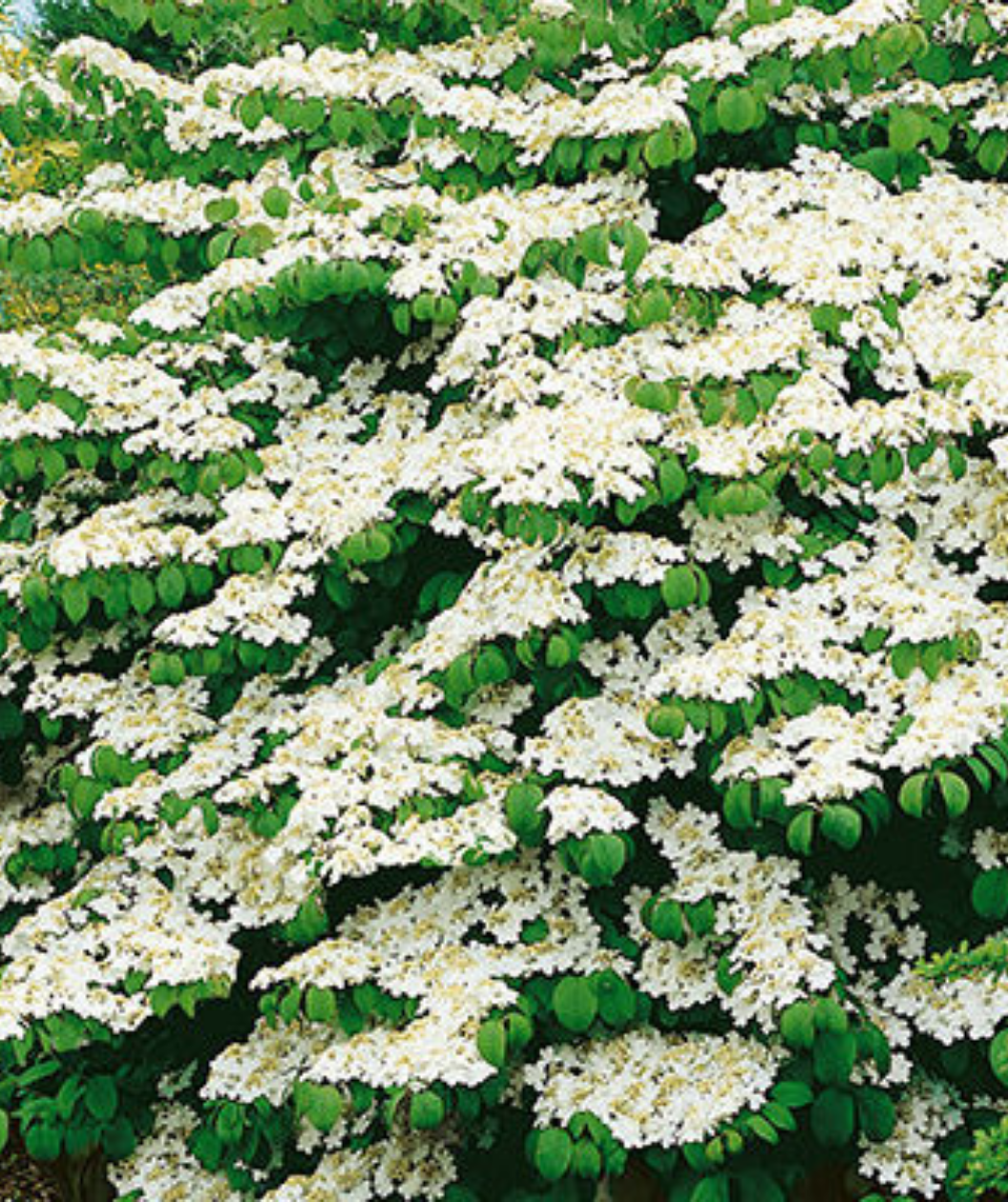 Shasta Doublefile Viburnum