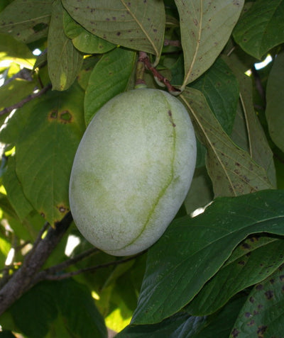 Close up of Shenandoah Pawpaw fruit, oval shaped green skinned fruit