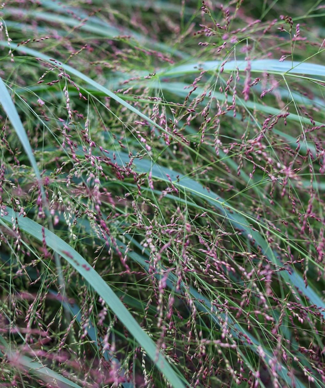 Close up of Shenandoah Switchgrass, long large decorative grass that is blue-green in color with shoots of purple-pink wispy seeds
