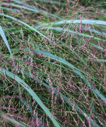 Close up of Shenandoah Switchgrass, long large decorative grass that is blue-green in color with shoots of purple-pink wispy seeds