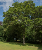 Shingle Oak tree planted in landscape