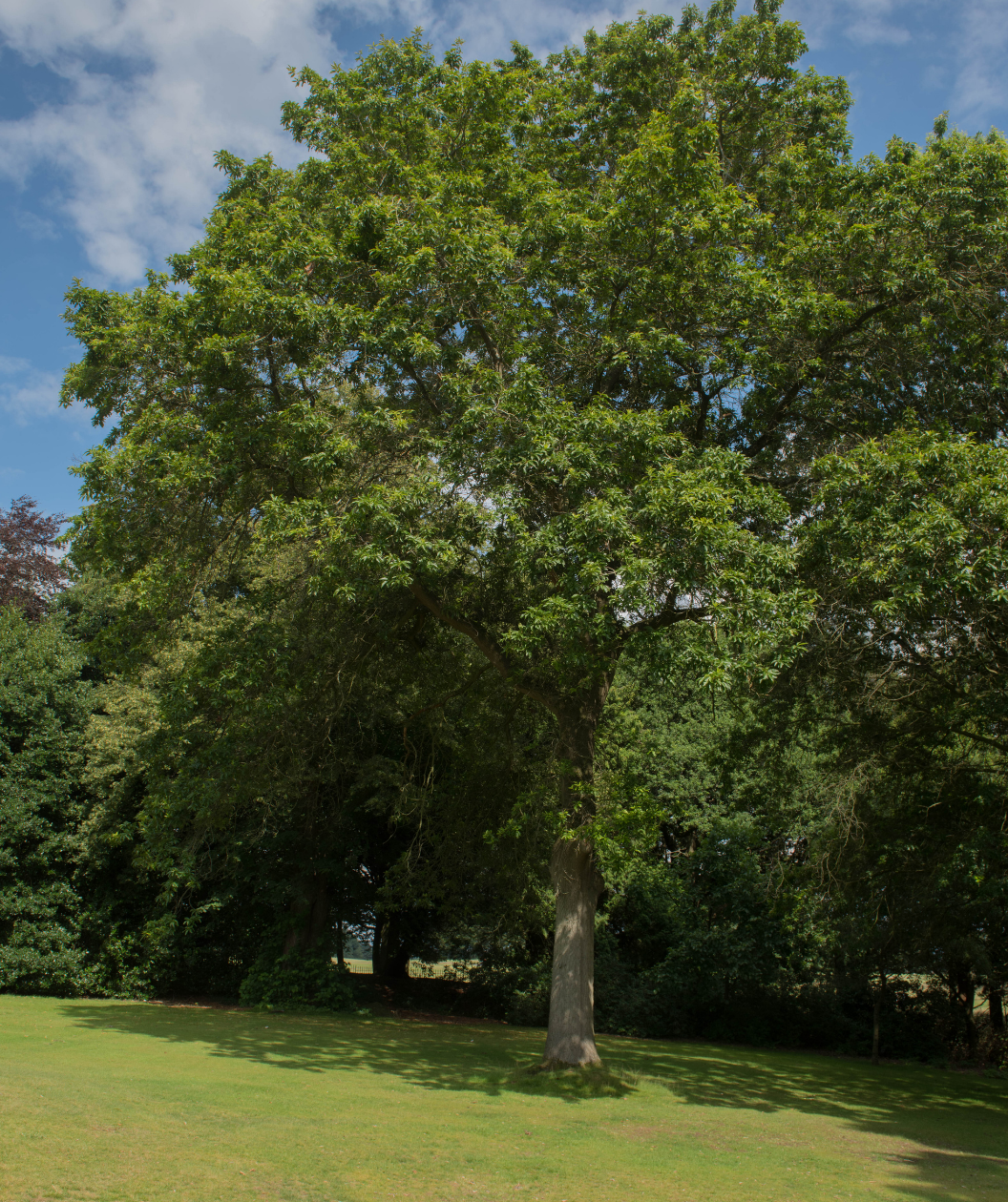 Shingle Oak tree planted in landscape