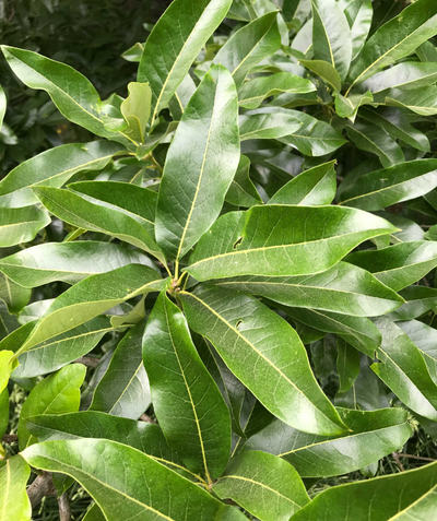 Shingle Oak elongated leaves