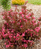 Shining Sensation Weigela pink flowering shrub with green-red foliage planted in garden bed