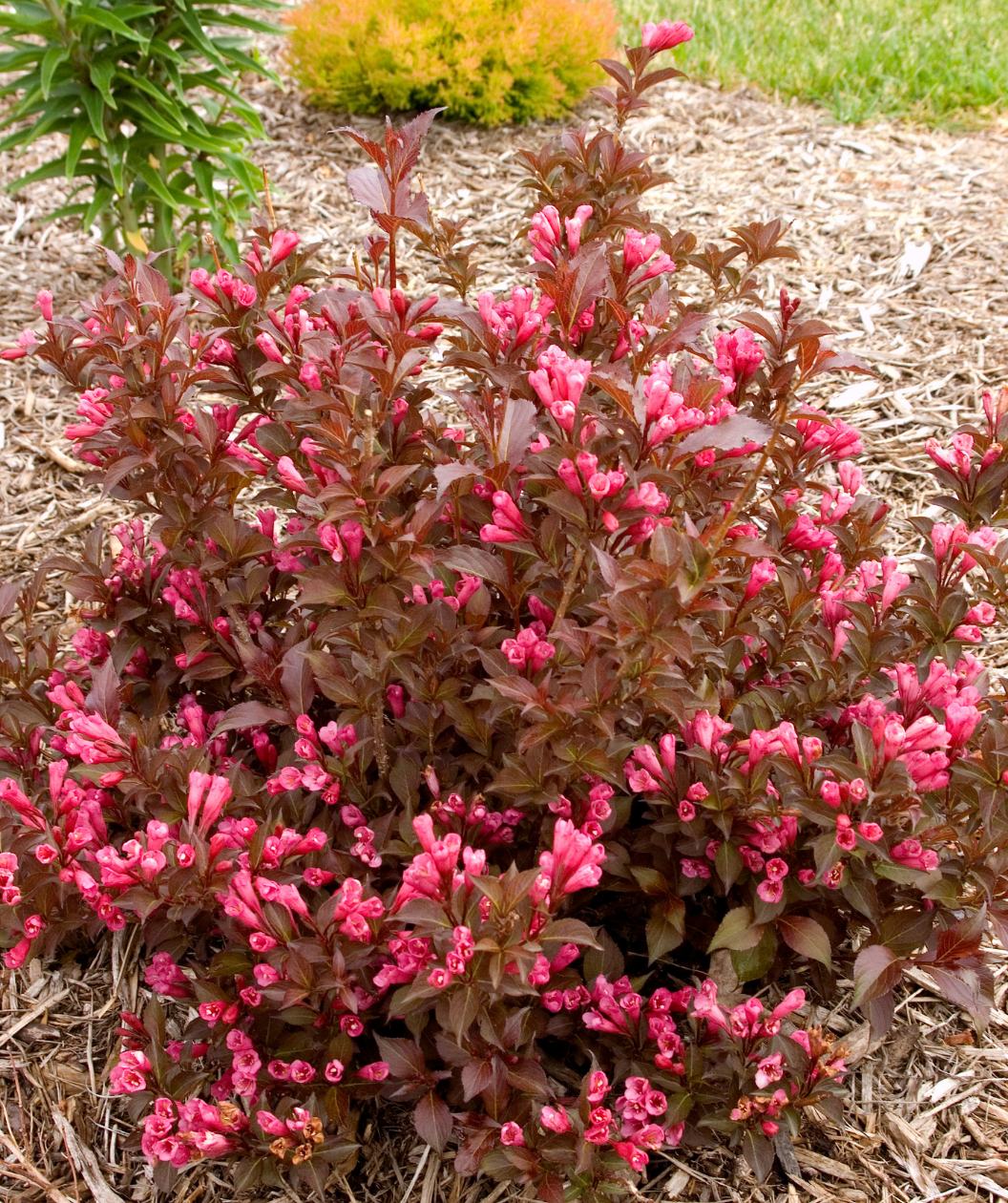 Shining Sensation Weigela pink flowering shrub with green-red foliage planted in garden bed