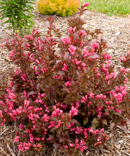 Shining Sensation™ Weigela – Bower & Branch