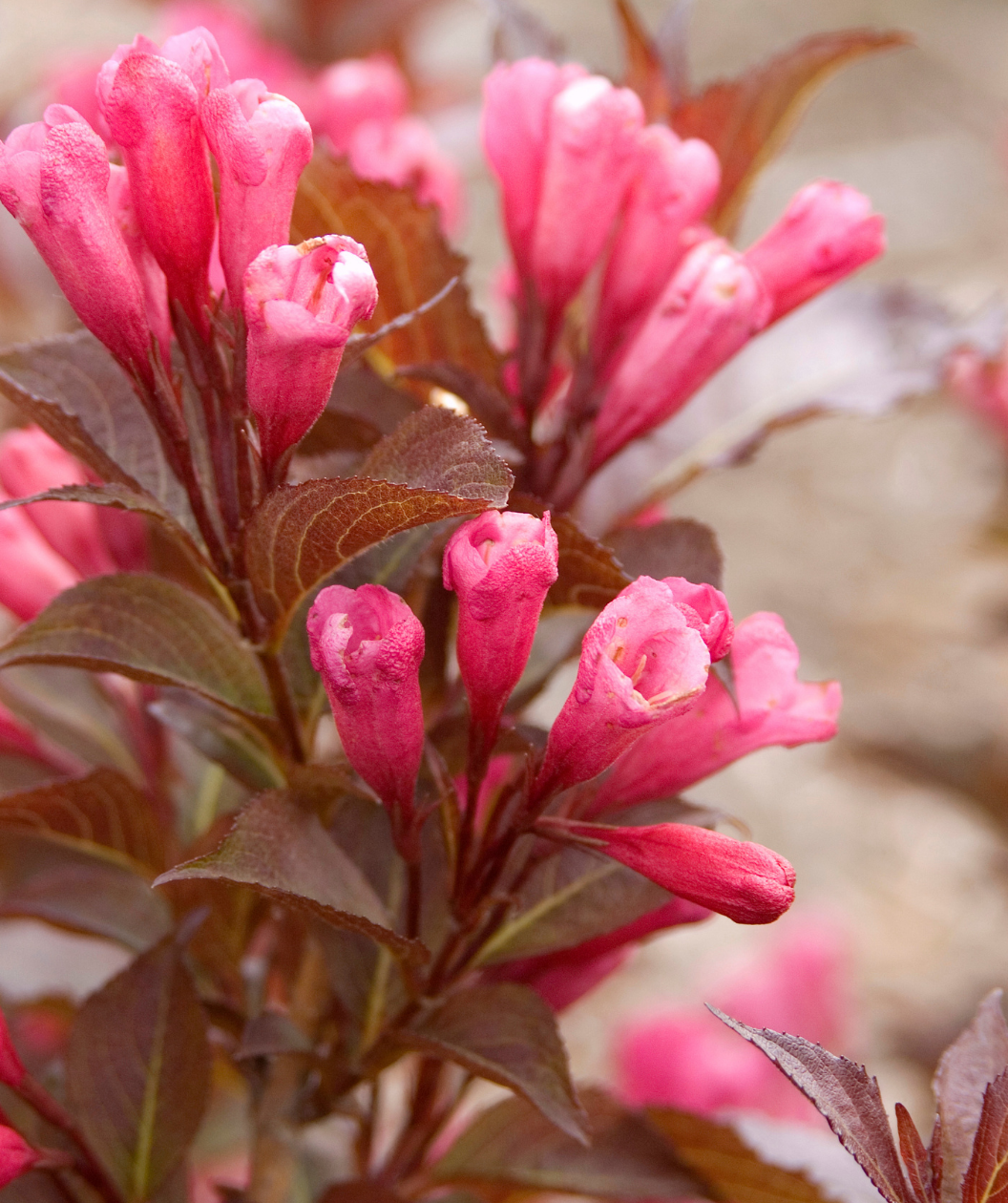 Shining Sensation Weigela closeup of pink flowers and green-red foliage