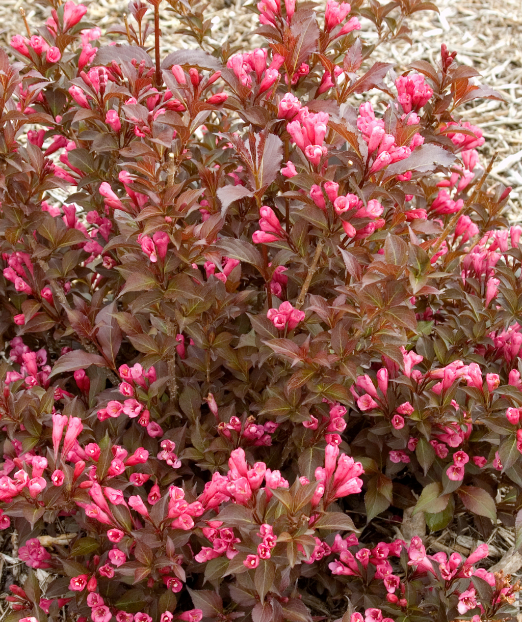 Shining Sensation Weigela closeup of pink flowers and green-red foliage
