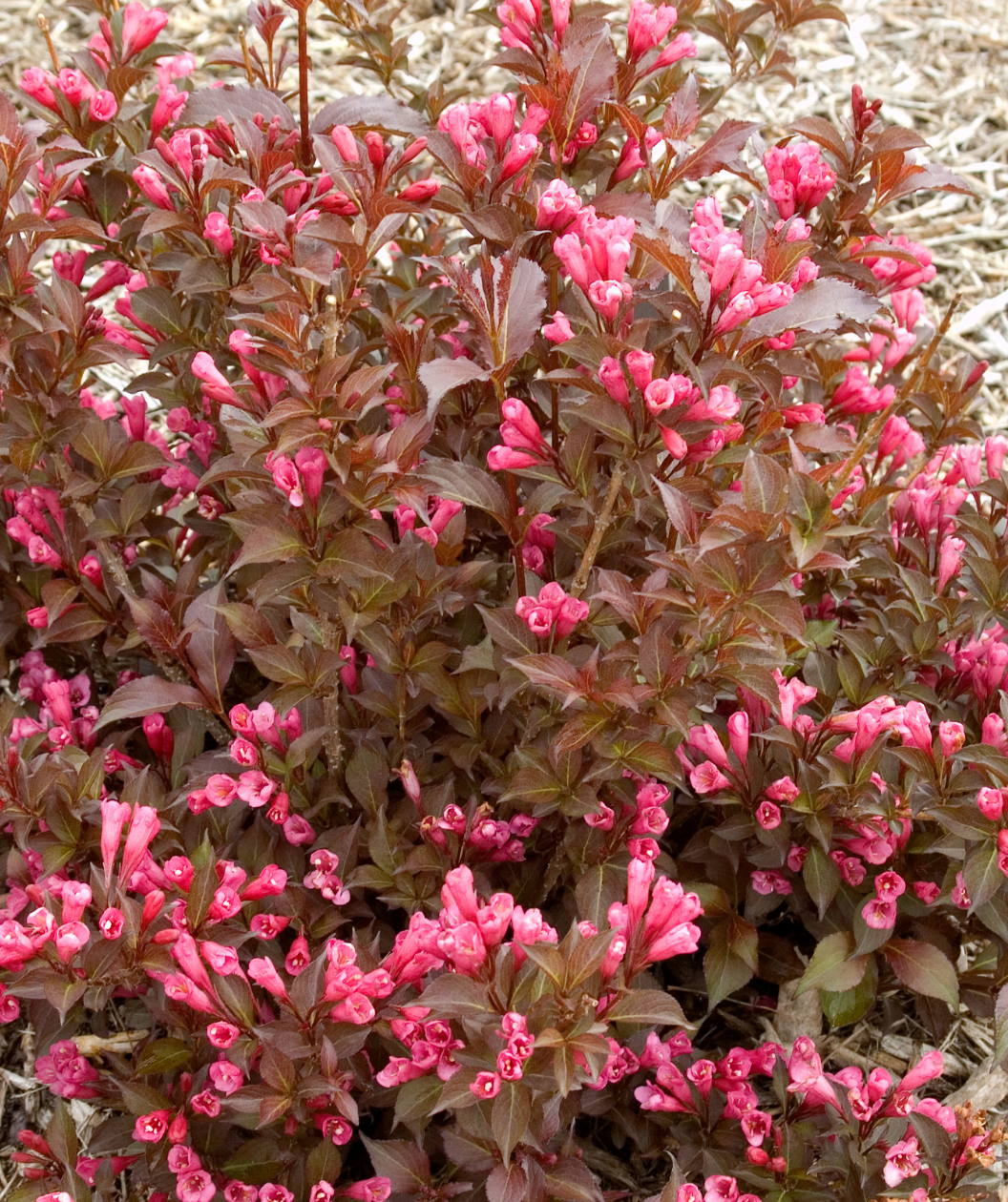 Shining Sensation Weigela closeup of pink flowers and green-red foliage
