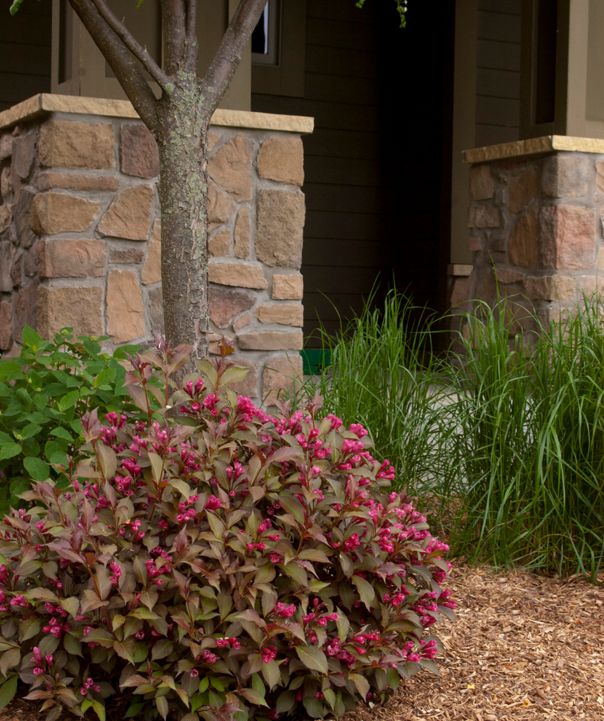 Shining Sensation™ Weigela – Bower & Branch