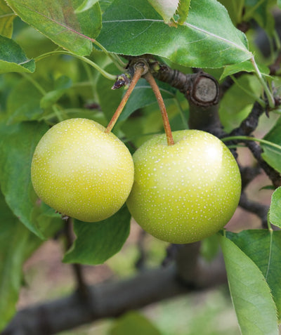 Shinseiki Asian Pear green fruit hanging in tree