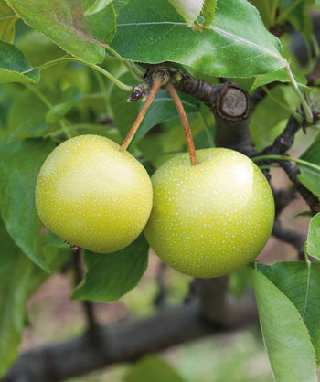 Close up of Shinseiki Asian Pear, two round green fruit hanging in tree with small white speckles