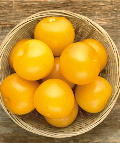 Shiro Japanese Plum yellow fruit in bowl