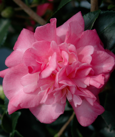 A closeup of a single hot pink semi-double fluffy flower of the Shishigashira Camellia with the dark green foliage behind it