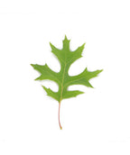 A single, bright green leaf of the Shumard Oak on a white background