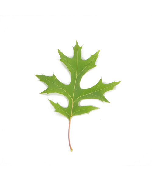 A single, bright green leaf of the Shumard Oak on a white background