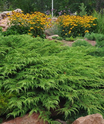 Siberian Cypress planted in a landscape, lush green growing evergreen
