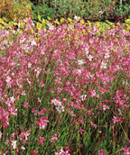 Close up of Siskiyou Pink Wandflower planted in a landscape, lots of small white and pink flowers emerging from green foliage
