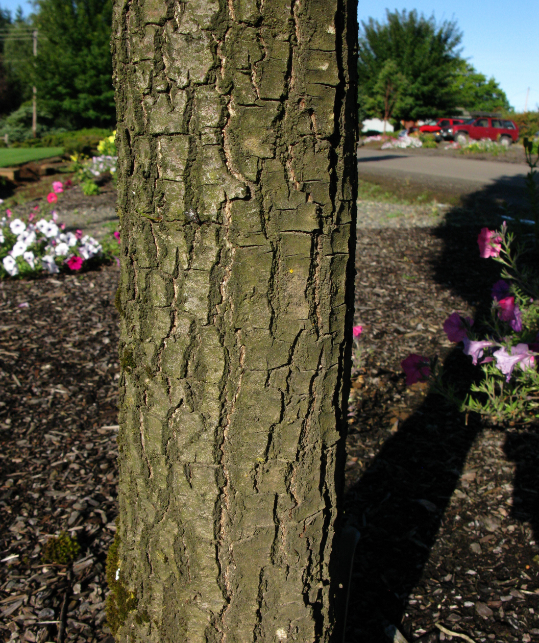Close up of Skinny Genes Oak bark, slightly fissured brown bark