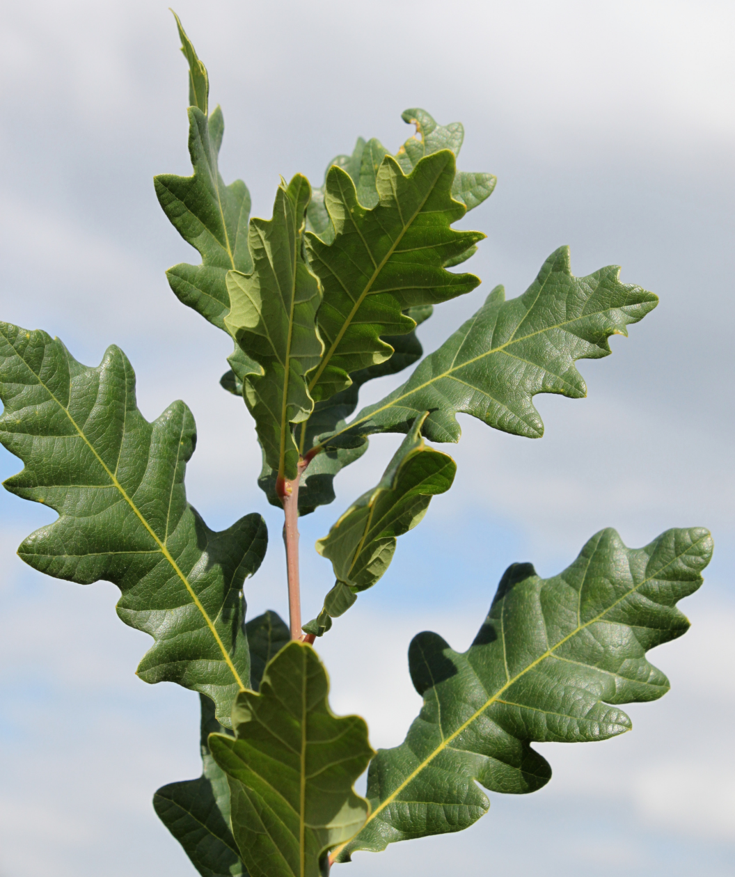 Close up of Skinny Genes Oak leaves, dark green lobed leaves on a light brown branch