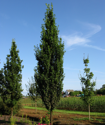 Skinny Genes Oak growing on a nursery, upright growing oak tree with dark green lobed foliage