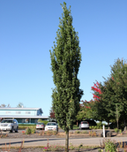 Skinny Genes Oak planted in a landscape, upright growing oak tree with dark green foliage