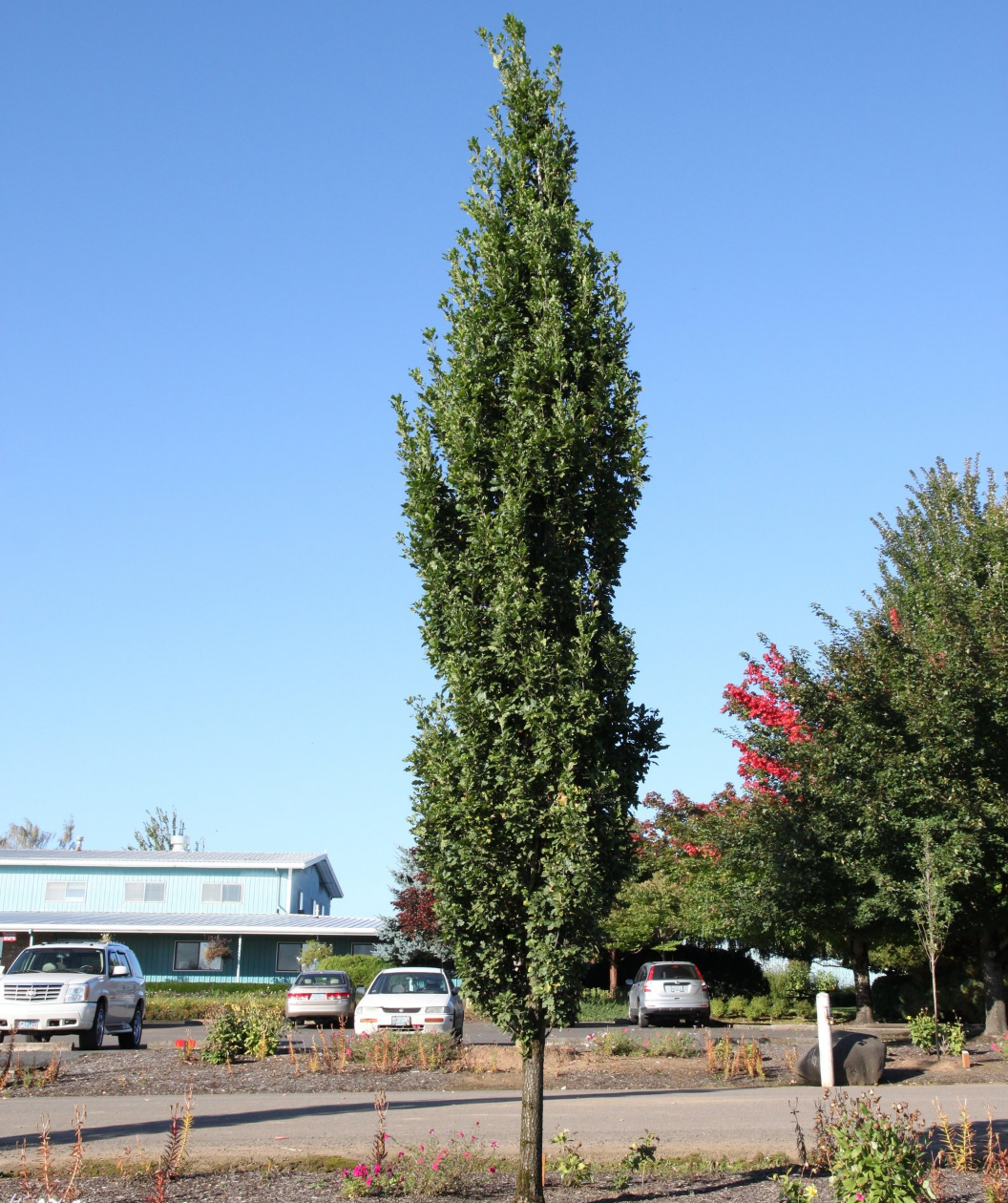 Skinny Genes Oak planted in a landscape, upright growing oak tree with dark green foliage