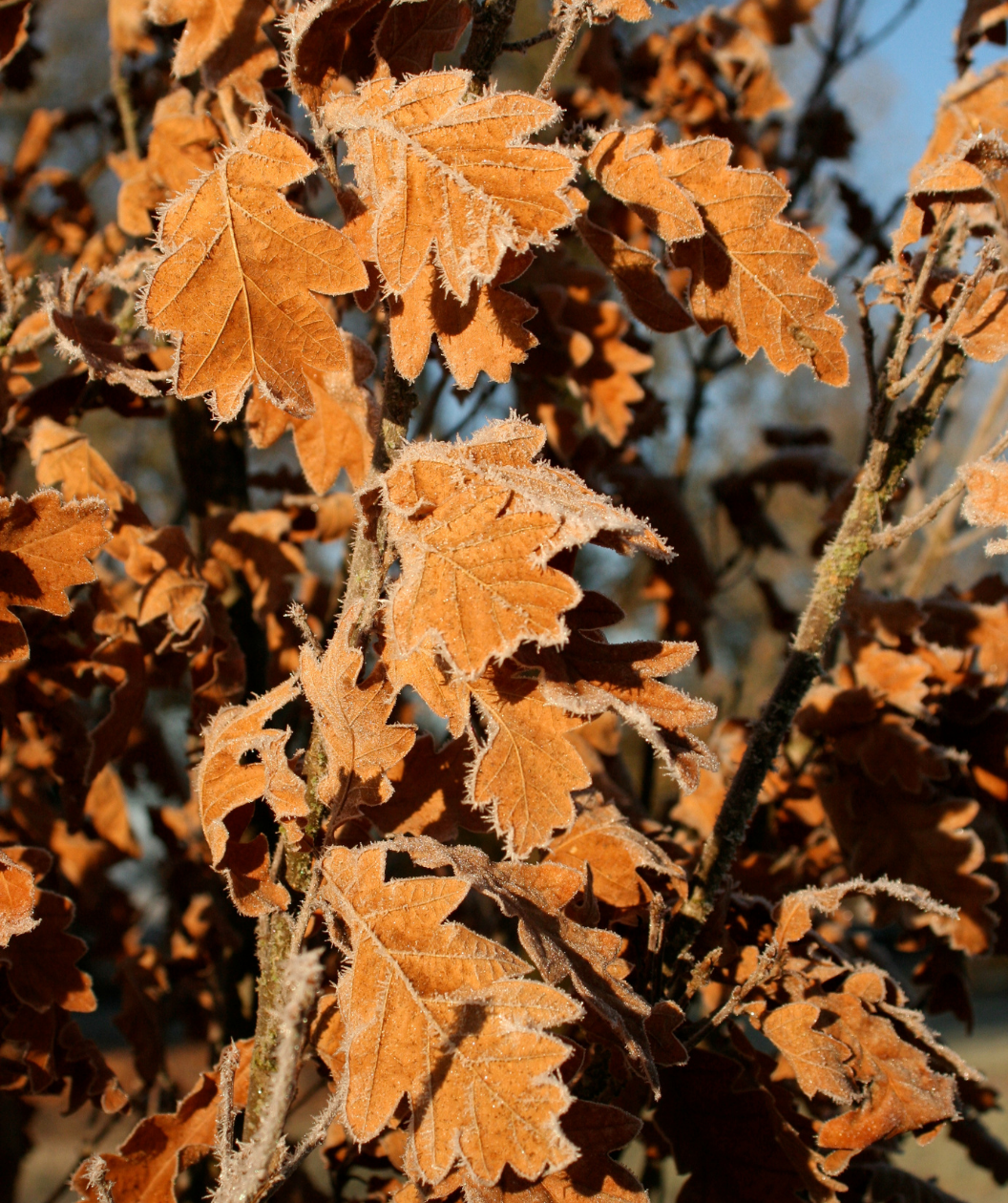 Close up of Skinny Genes Oak fall foliage, in fall the dark green leaves turn to shades of orange