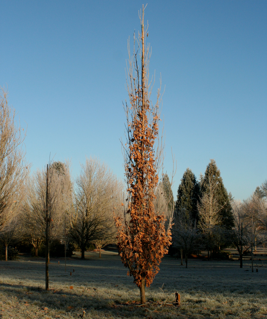 Skinny Genes Oak planted in a winter landscape, some brown leaves still hang onto the branches but now you can see the upright branching of this oak tree